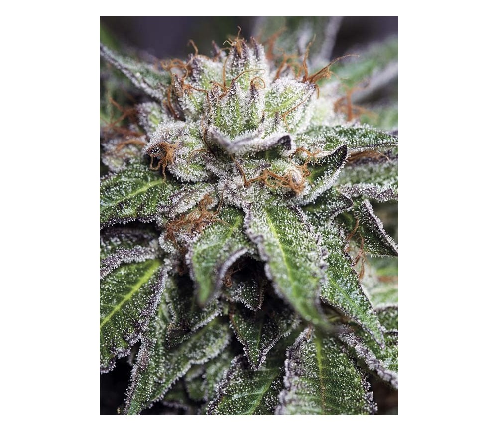 Bubba Kush Regular - Humboldt Seed Organization