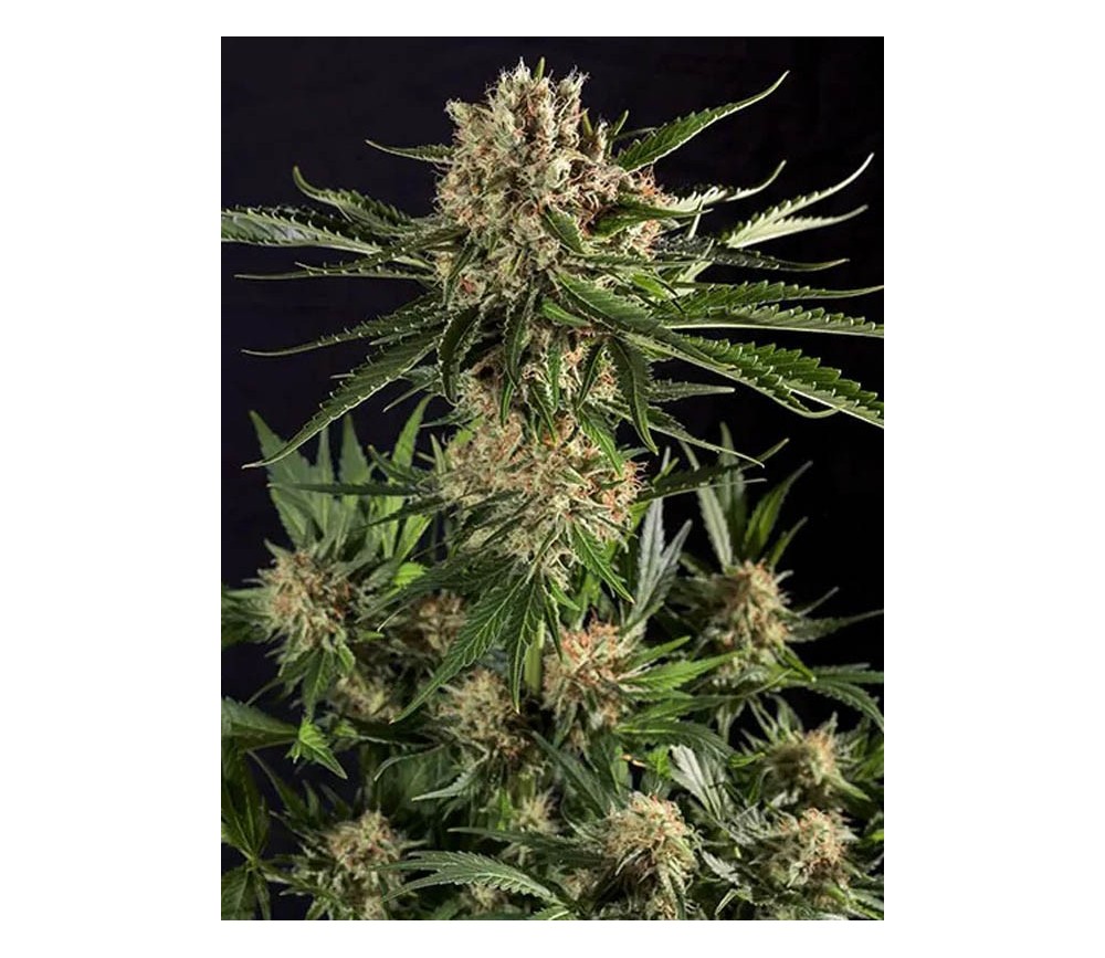 Txerri Bilbo Haze - Genehtik Seeds 