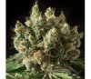 Txerri Bilbo Haze - Genehtik Seeds 
