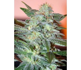 Yumbolt 47 de World of Seeds