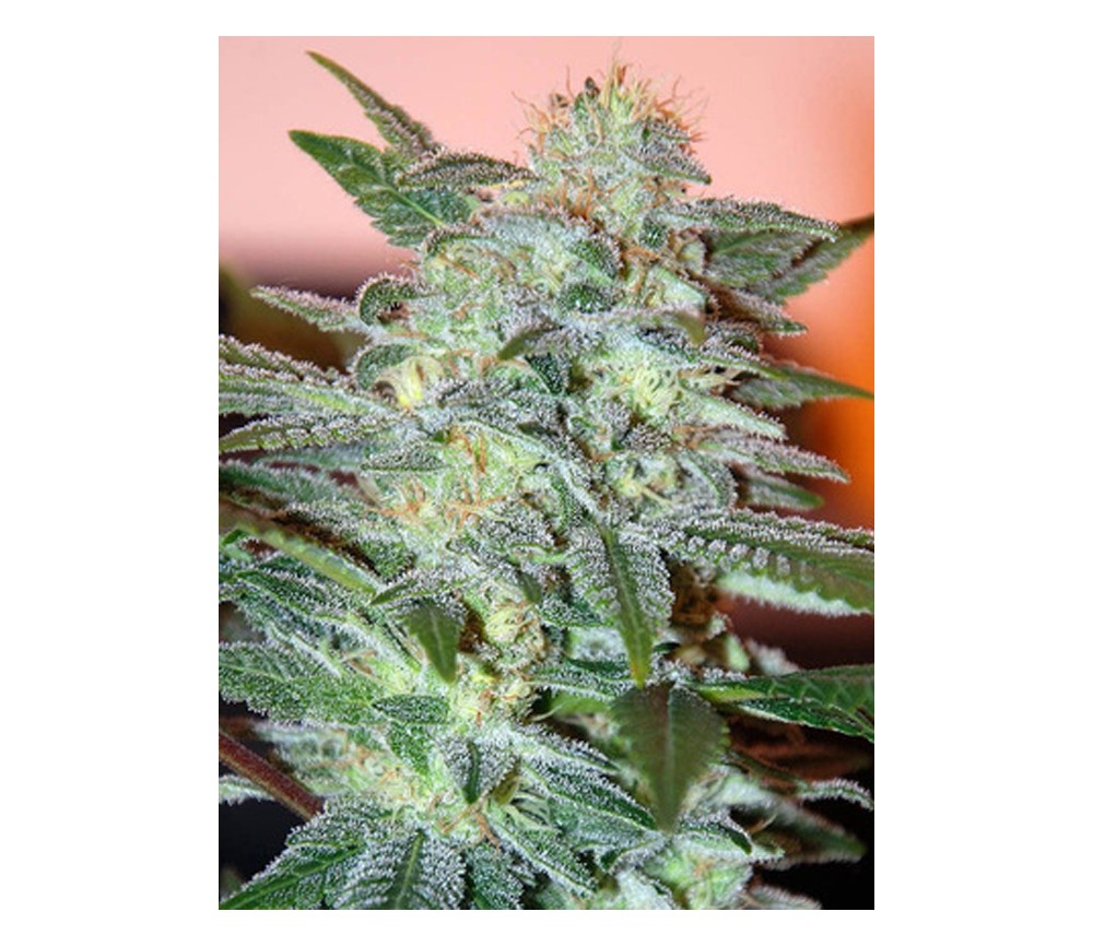 Yumbolt 47 de World of Seeds