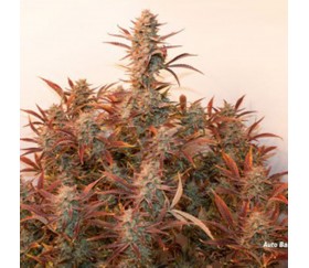 Auto Banana Blaze - Dutch Passion