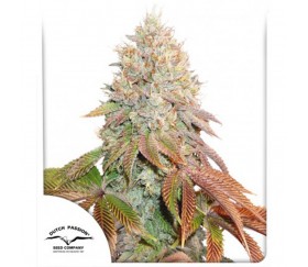 Auto Banana Blaze - Dutch Passion