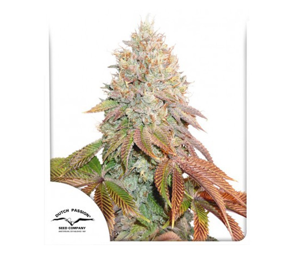 Auto Banana Blaze - Dutch Passion