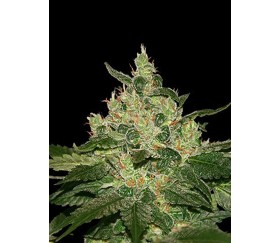 Afghan Kush de World of Seeds