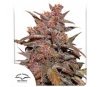 Niederländische Passion CBD Auto Blackberry Kush