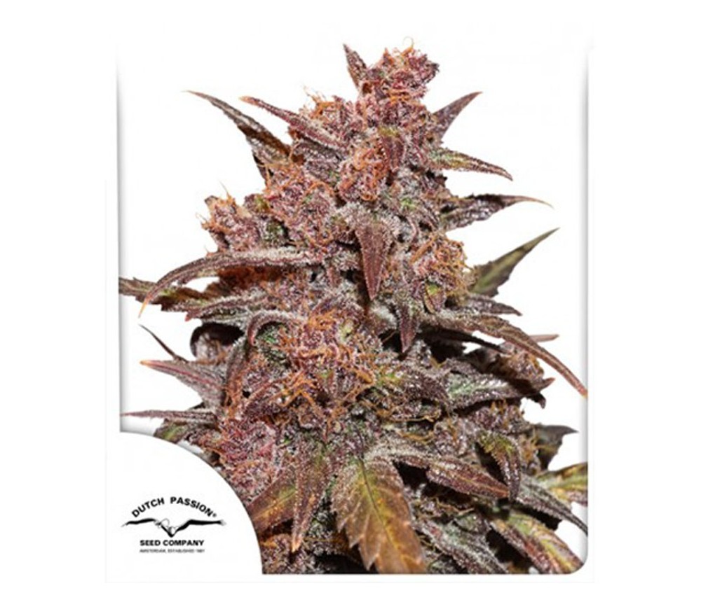 Niederländische Passion CBD Auto Blackberry Kush