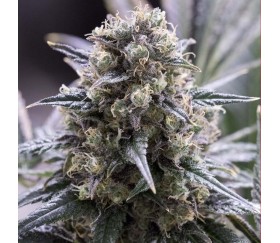 Quick Dinamed CBD - Dinafem Seeds