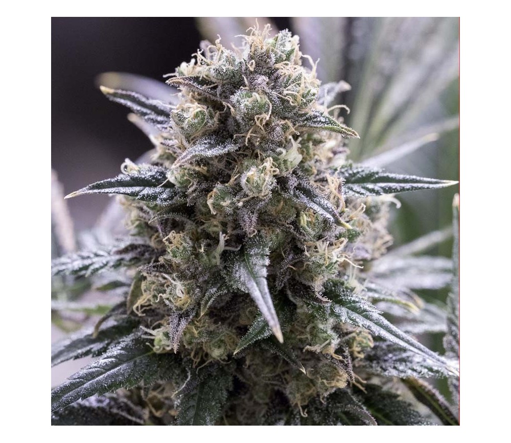 Quick Dinamed CBD - Dinafem Seeds
