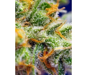 Cristal Candy XL Auto - Sweet Seeds    