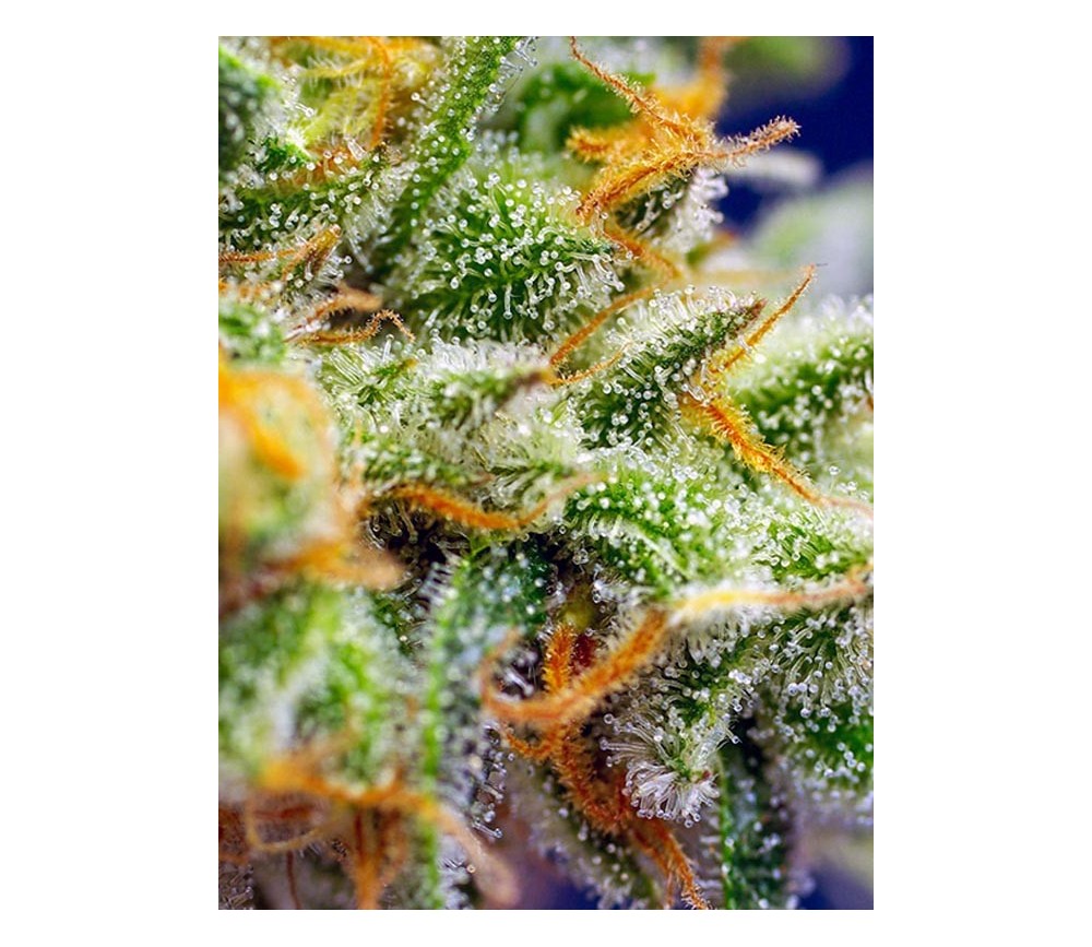 Cristal Candy XL Auto - Sweet Seeds    