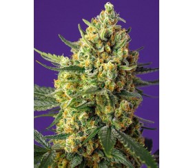 Cristal Candy XL Auto - Sweet Seeds    