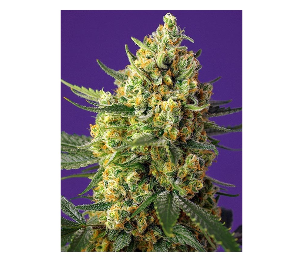 Cristal Candy XL Auto - Sweet Seeds    