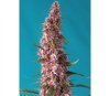 Red Pure Auto CBD de Sweet Seeds