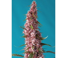 Red Pure Auto CBD de Sweet Seeds