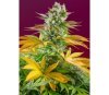 Gorilla Girl F1 Fast Version - Sweet Seeds