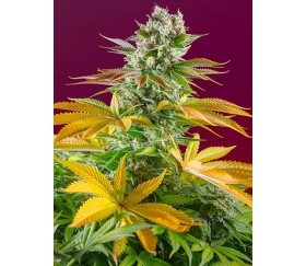 Gorilla Girl F1 Fast Version - Sweet Seeds