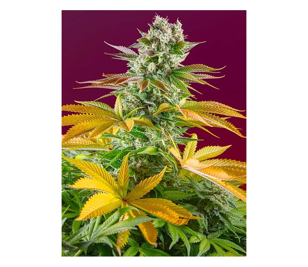 Gorilla Girl F1 Fast Version - Sweet Seeds