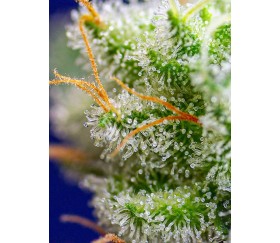 Sweet Zkittlez de Sweet Seeds 