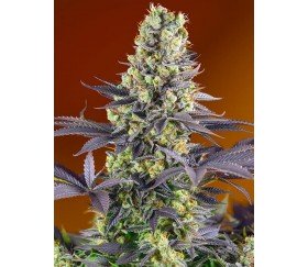 Sweet Zkittlez de Sweet Seeds 