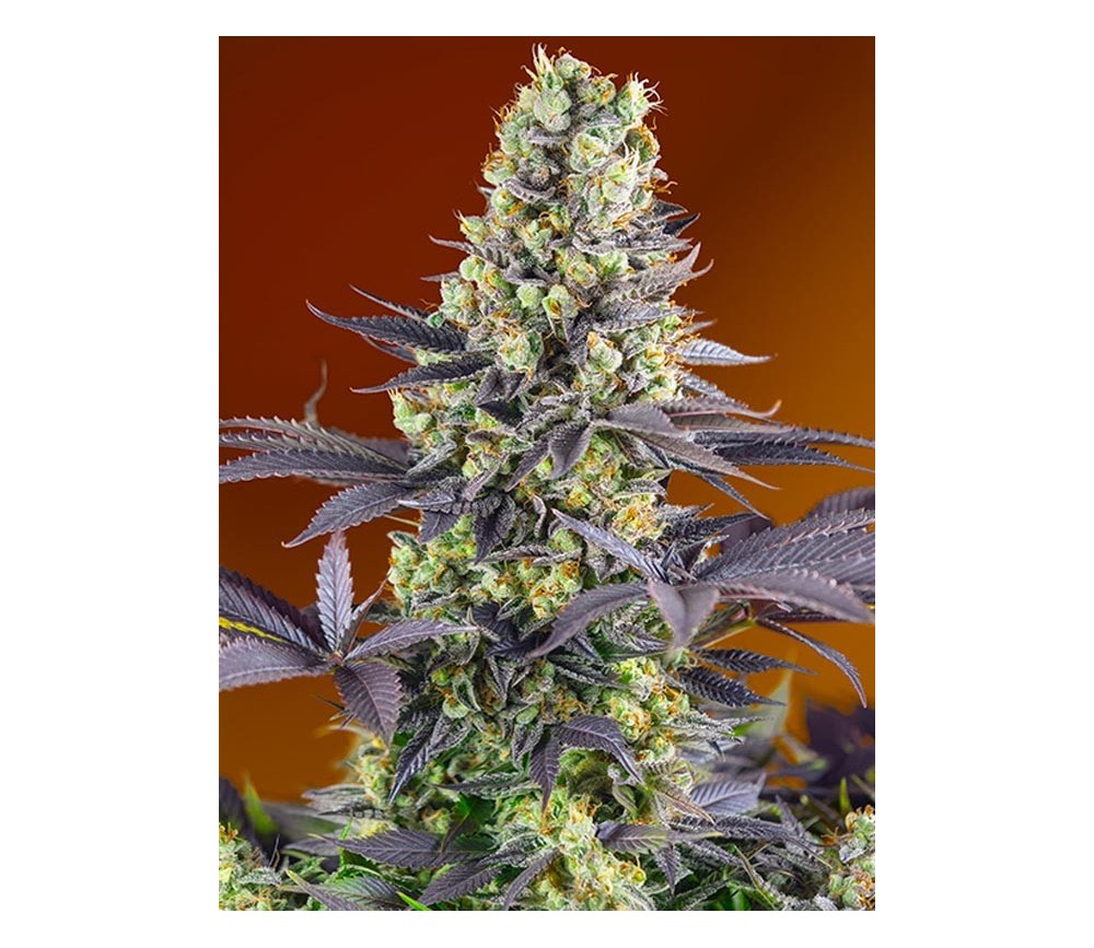 Sweet Zkittlez de Sweet Seeds 