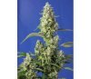 Gorila Girl XL Auto - Sweet Seeds 