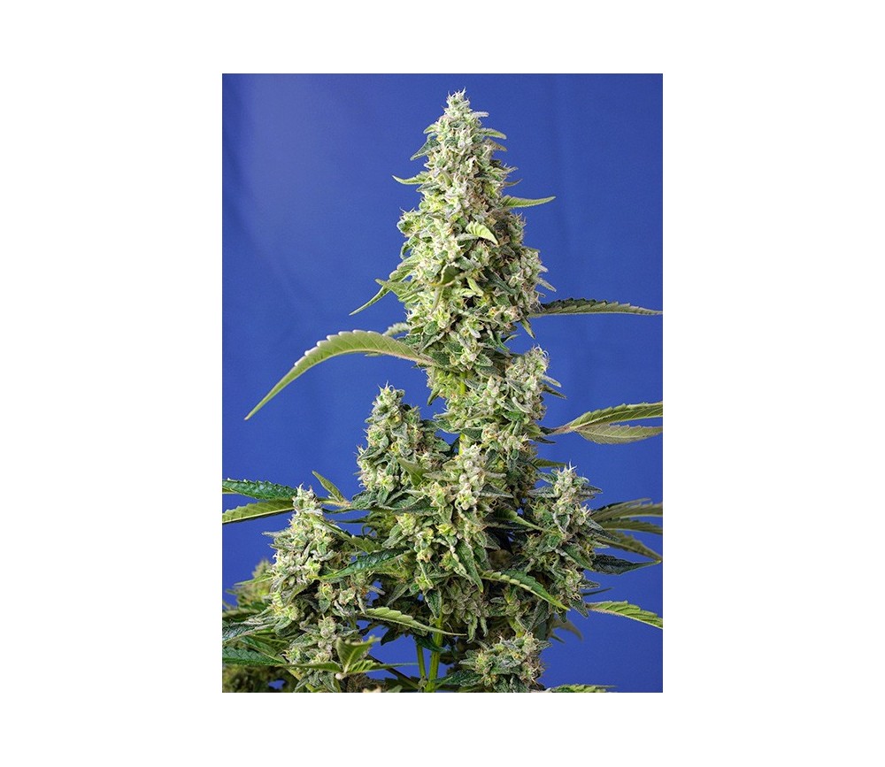 Gorila Girl XL Auto - Sweet Seeds 