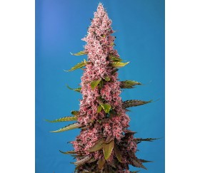 Red Hot Cookies - Sweet Seeds 