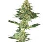 Banana Kush - White Label Seeds 
