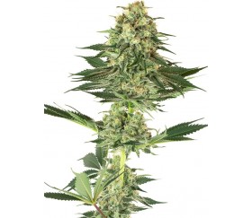 Banana Kush - White Label Seeds 