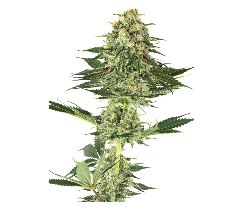 Banana Kush - White Label Seeds 