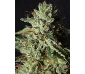 Gorilla Candy - Eva Seeds