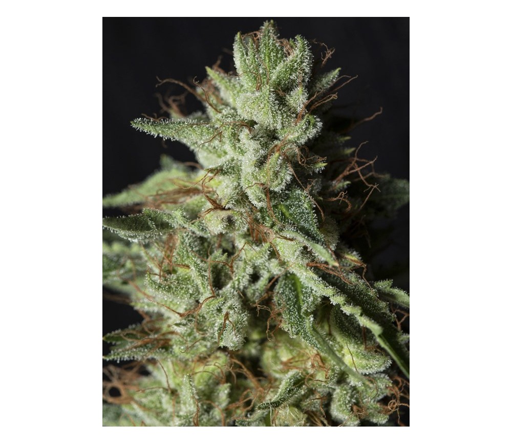 Gorilla Candy - Eva Seeds