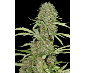 Jamaican Dream - Eva Seeds