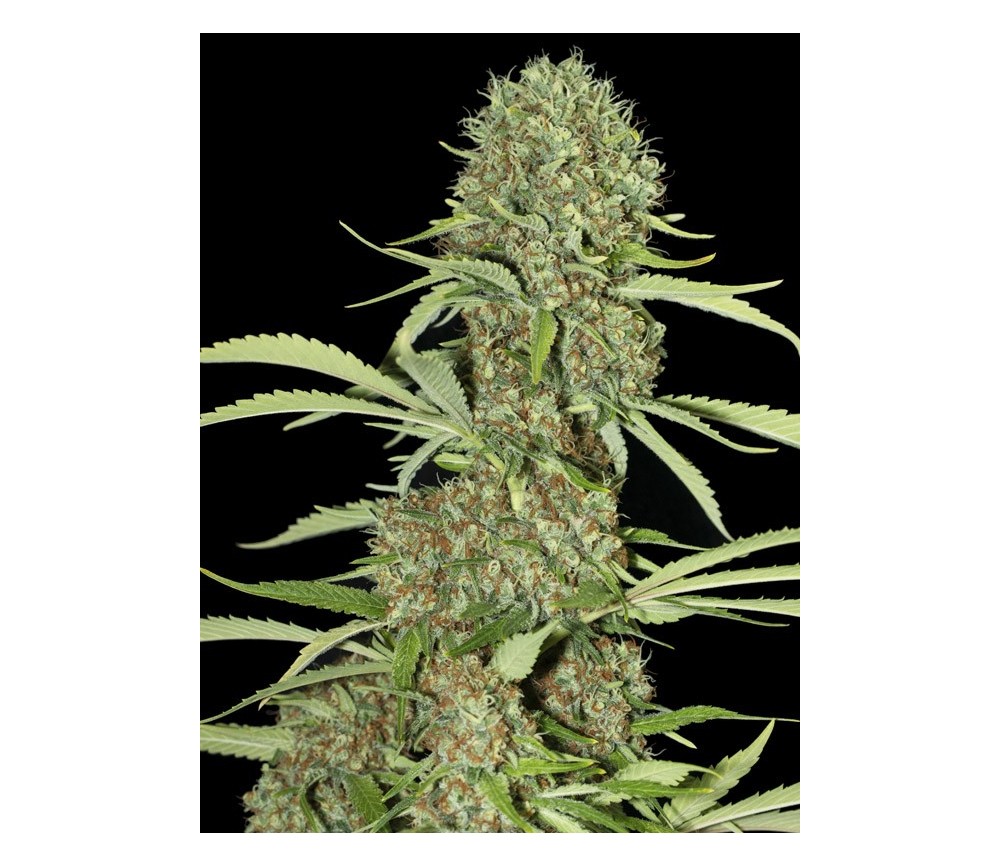 Jamaican Dream - Eva Seeds