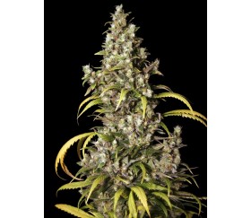 Monster de Eva Seeds