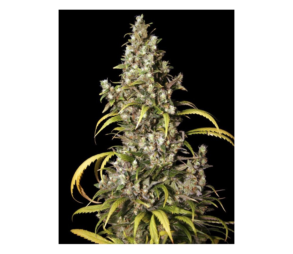 Monster de Eva Seeds