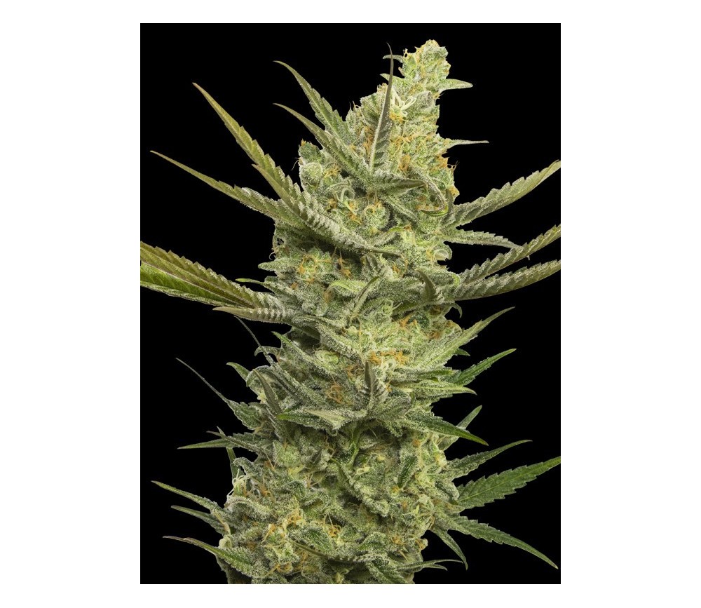 GIPSY HAZE