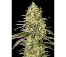 Black Dream - Eva Seeds