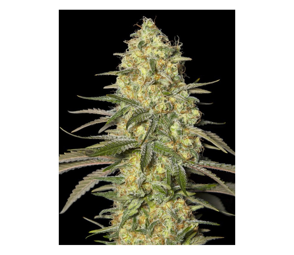 Black Dream - Eva Seeds