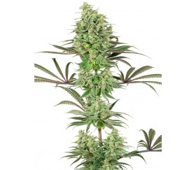 Double Banana Kush - White Label Seeds 