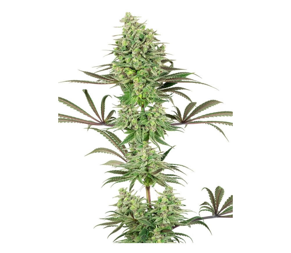 Double Banana Kush - White Label Seeds 