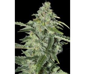 TNT Kush CBD - Eva Seeds