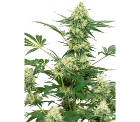 Wedding Cheesecake -  White Label Seeds