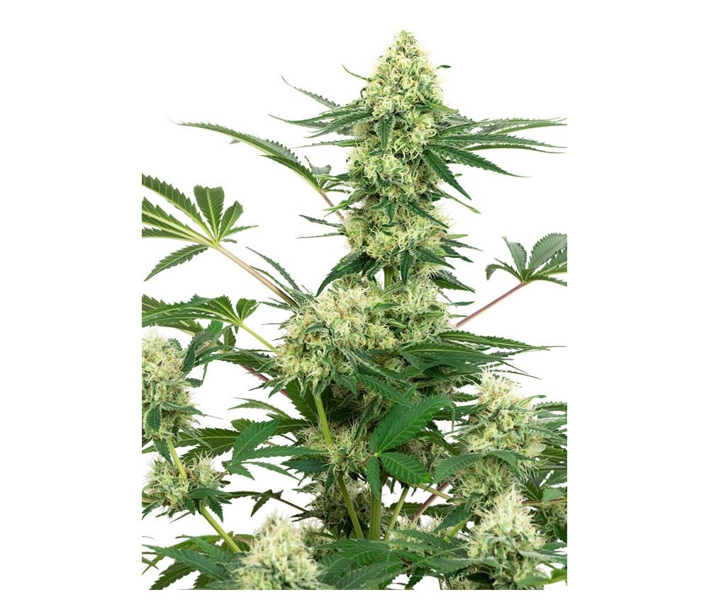 Wedding Cheesecake -  White Label Seeds