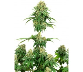 Girl Scout Cookies GSC - White Label Seeds 