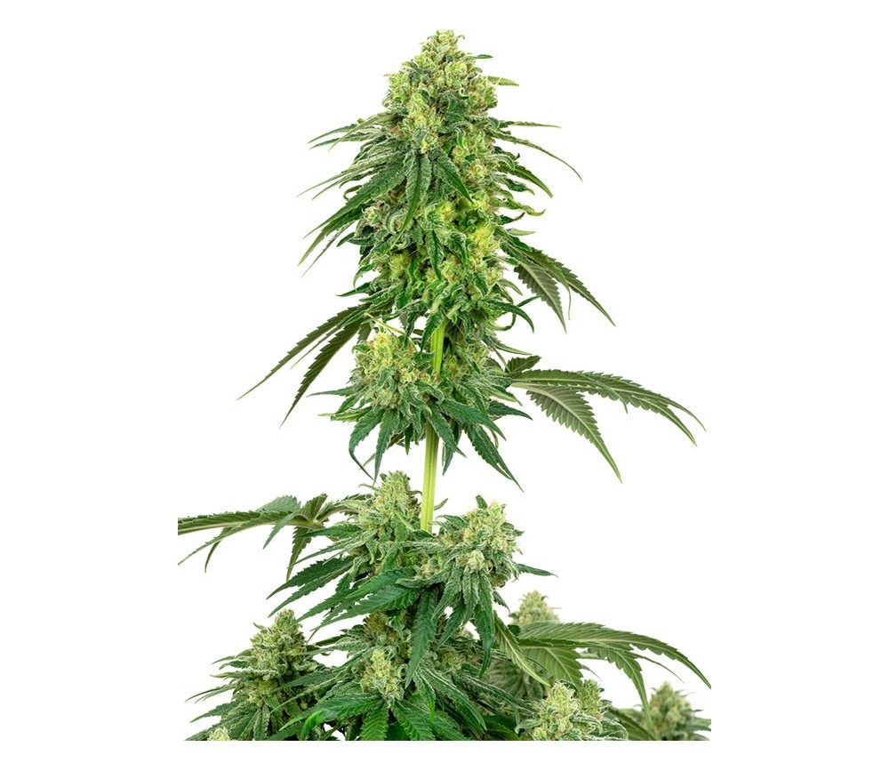 Strawberry Kush - White Label Seeds