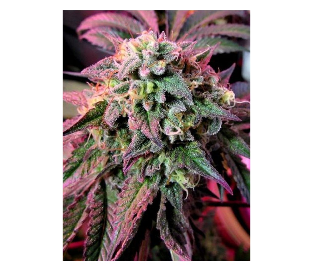 Cherry Pie - Female Seeds 