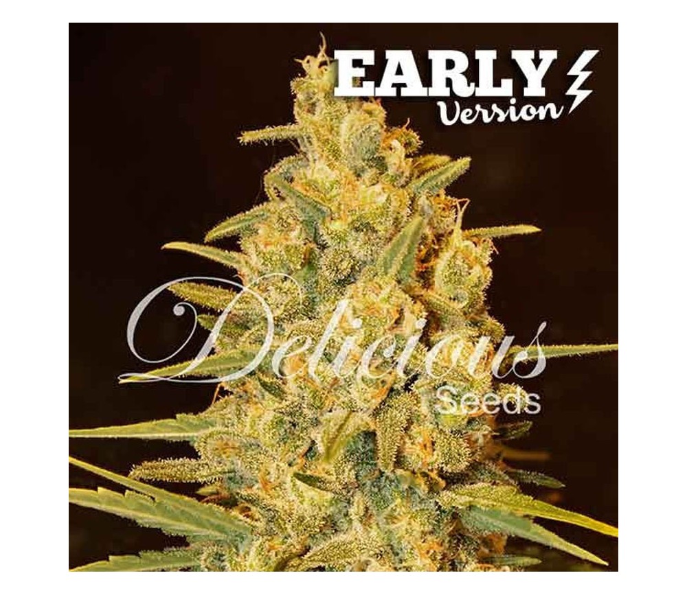 Critical Sensi Star Early Version - Delicious Seeds