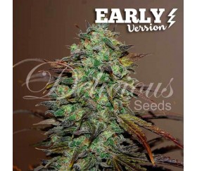 Eleven Roses Early Version - Delicious Seeds